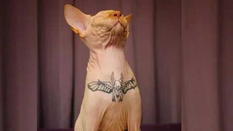 Is Tattooing Cats Animal Abuse? - PetHelpful