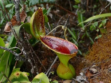 Mt Trusmadi, seed grown carnivorous tropical pitcher plant N