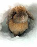 pretty bunny in the snow. Cute animals, Cute bunny, Animals 