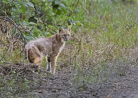 Everglades National Park Bobcat -- Wildlife in photography-o