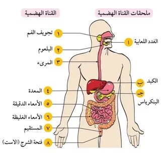 تكوين الجهاز الهضمى - لاينز