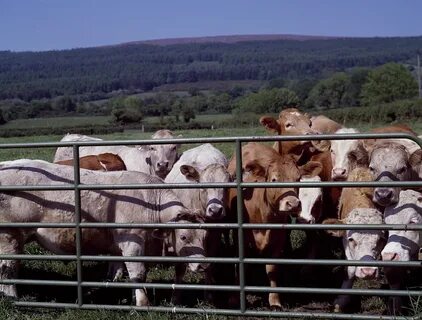 Cattle behind fence free image download