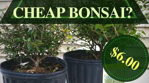 Pin op Bonsai