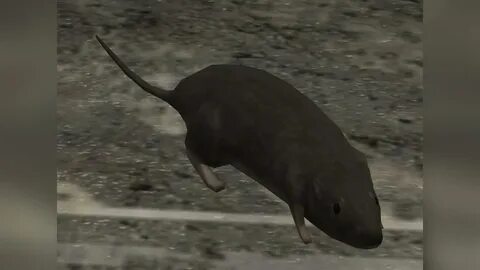 Halo 3 Rat refers to a rat NPC character in the 2007 video game Halo 3. In 