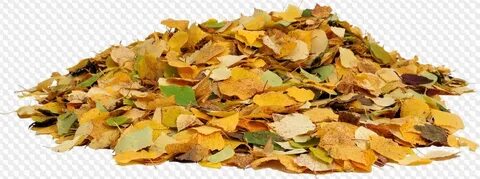 Download Free png Pile Of Leaves Png (110+ images in Collect