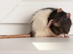 Where Do Roof Rats Live - Best Images Hight Quality