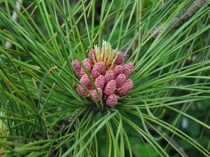 Red Pine (Pinus resinosa) Pollen Cones Waubonsie Lake Park. 