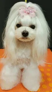 So pretty. Maltese dogs, Cute cats and dogs, Dog haircuts