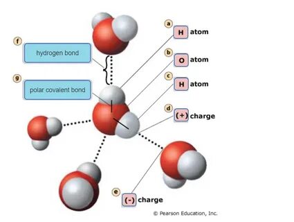 How Do Water Molecules Bond - 1 water the molecule in water,