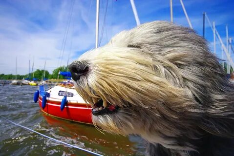 #861268 Dogs, Wind, Snout, Funny - Rare Gallery HD Wallpaper