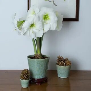 Amaryllis 'Moscow' Amaryllis, Amaryllis bulbs, House plants