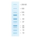 Biogenerica Proteomica - Protein standards - 1610363 Precisi
