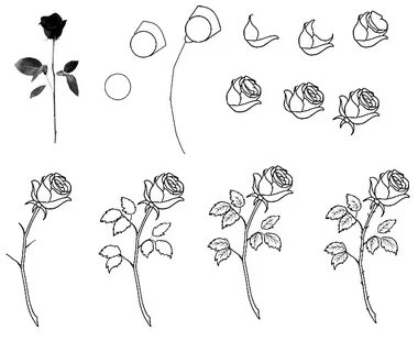 Как нарисовать розу поэтапно: 15 способов