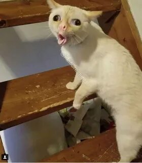 The Cat Coughing Cat Know Your Meme