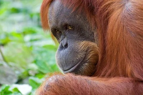 Орангутан: 10 интересных фактов об интеллекте лесных обезьян