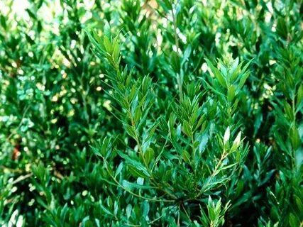 California Wax Myrtle (Morella californica) is an easy-to-gr