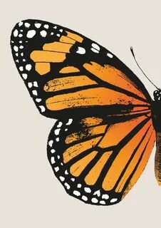 Monarch Butterfly - Left Wing Art Print by Eclectic At HeART