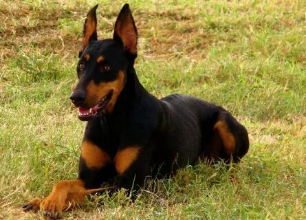 Doberman Shepherd (Doberman Pinscher-German Shepherd Mix) In