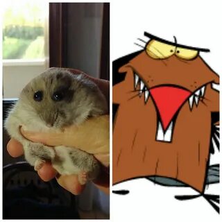 You friends hamster looks like an angry beaver - Imgur