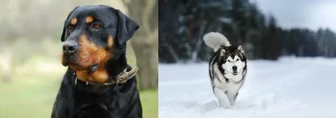 Siberian Husky vs Rottweiler - Breed Comparison Petzlover