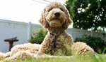 Top Tips For Shampooing Your Goldendoodle Trends Buzzer