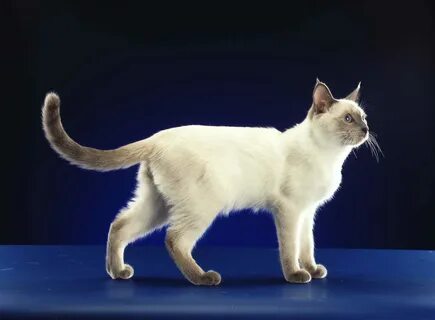 Тайская кошка: описание породы, характера, ухода и воспитани