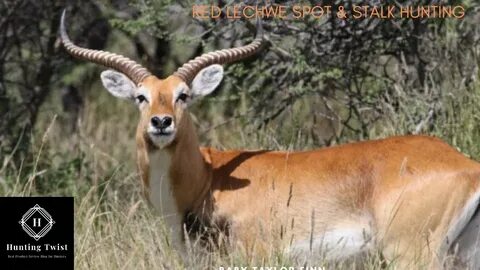 Red Lechwe Spot and Stalk Hunting Videos - YouTube