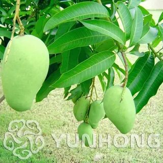 2 pcs Mango Bonsai Mini Mango Tree Bonsai tree Organic fruit