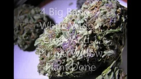 Purple Pussy Cannabis Strain Information bluetechproject.eu