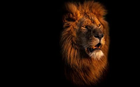 Скачать обои lion on a black background, face of a lion, dan