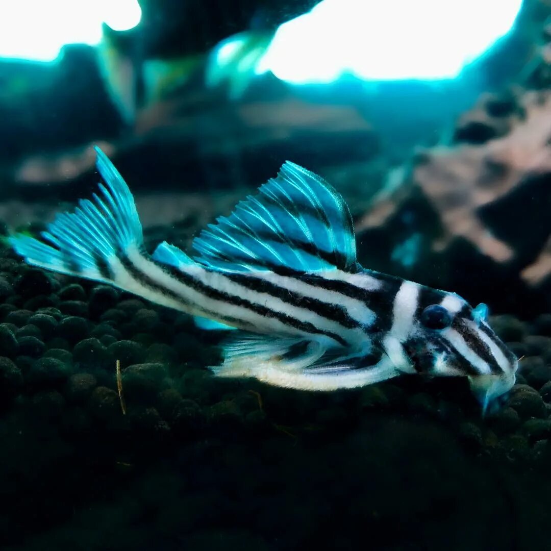 The Aquarium King on Instagram: "Zebra Pleco L046 $199