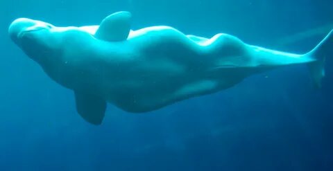 Somethings up with this beluga whale... - Imgur