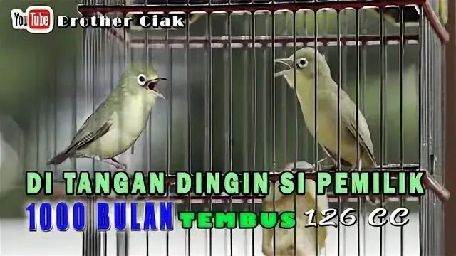 BUTIRAN SEGEDE FANCY JADI MAKANAN FAVORIT RAJU BINCANGAN SAN