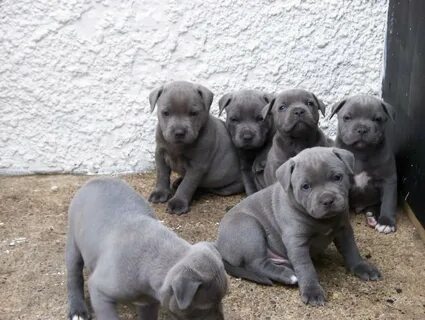 "Staffordshire Bull Terrier" Puppies For Sale Los Angeles, C