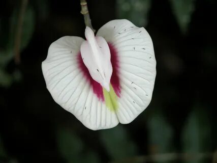 Clitoria Flores - Cultura Mix