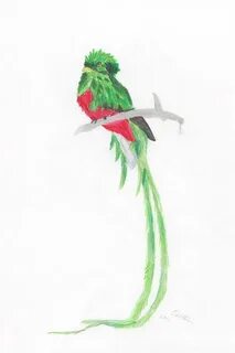 Quetzal Bird Drawing at PaintingValley.com Explore collectio