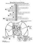 Body Structures Crossword Puzzle - Circulatory System