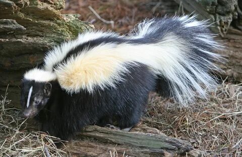 File:Striped Skunk (cropped).jpg - Wikimedia Commons