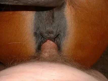 Пизда лошади крупным планом (87 фото) - Порно фото голых дев