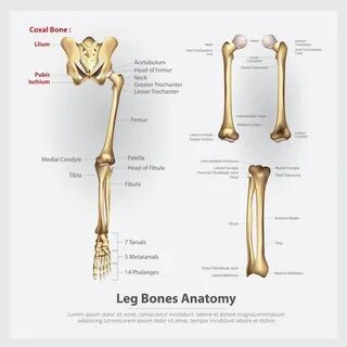 Free Vector Human anatomy leg bones vector illustration