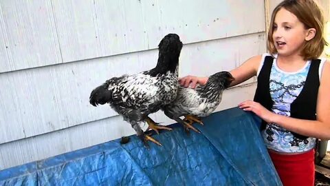 Cochin x Easter Egger Backyard Chickens - YouTube