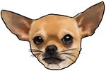 3000 X 3000 6 - Chihuahua Png Clipart - Large Size Png Image