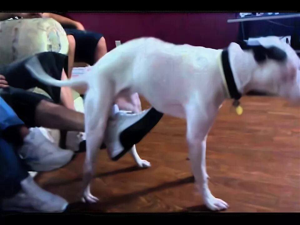 Dog humps manys leg - YouTube