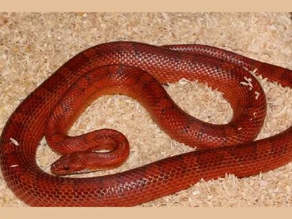 Diffused Cornsnake - Ians Vivarium