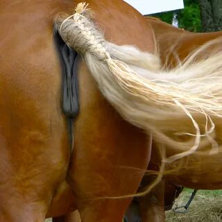 Sexe du cheval