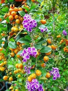 Duranta Repens / Erecta 'Sweet Memories' Plants, California 