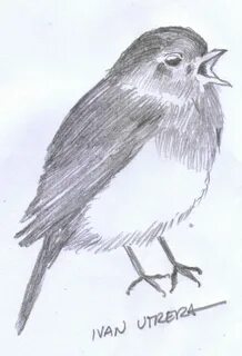 dibujo pájaro a lápiz Pajarito dibujo, Dibujos de pájaro, Di