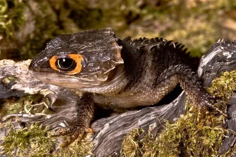 Red-eyed Crocodile Skink (Tribolonotus gracilis) Photoshoo. 