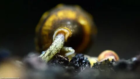 Assassin Snail: Care, Size, Diet, Feeding & Tankmates - Vide