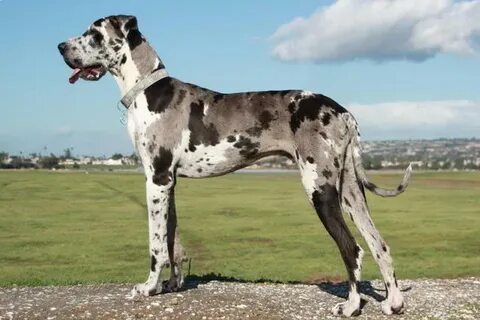 Newest double harlequin great dane Sale OFF - 63